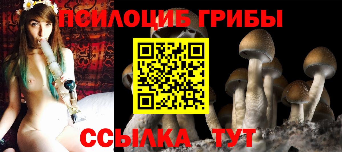 Псилоцибиновые грибы мицелий Алейск